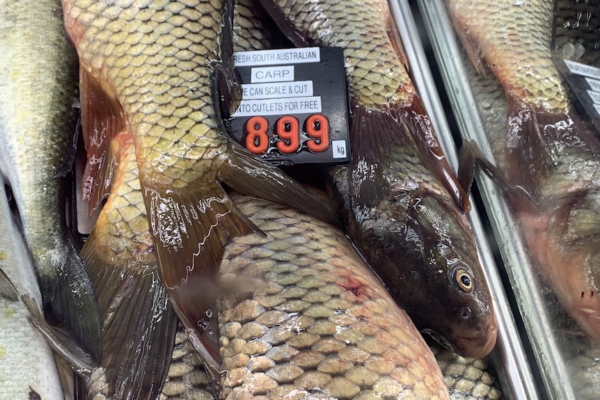 Carp in a display case with a price sign.