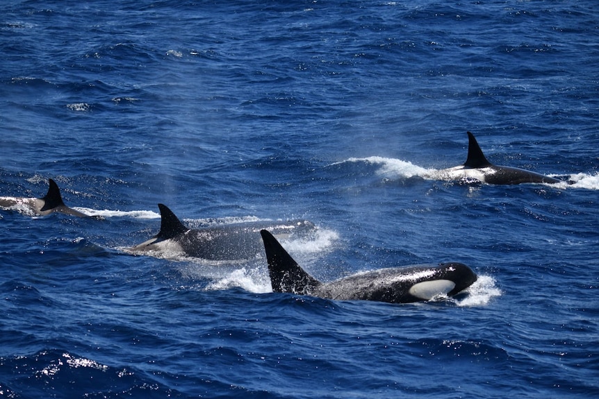 A wide of four killer whales.