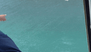 Divers rescued from encounter with 4.5m shark off WA coast; Plans for old ECU campus redevelopment unveiled