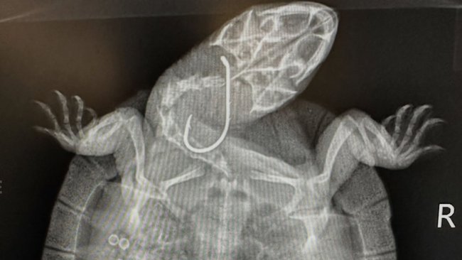 Hooks and fishing lines are often ingested by animals such as birds and turtles.