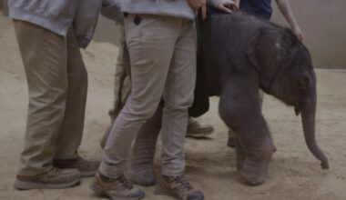 Baby elephant makes historic arrival at Smithsonian's National Zoo as first birth in nearly 25 years