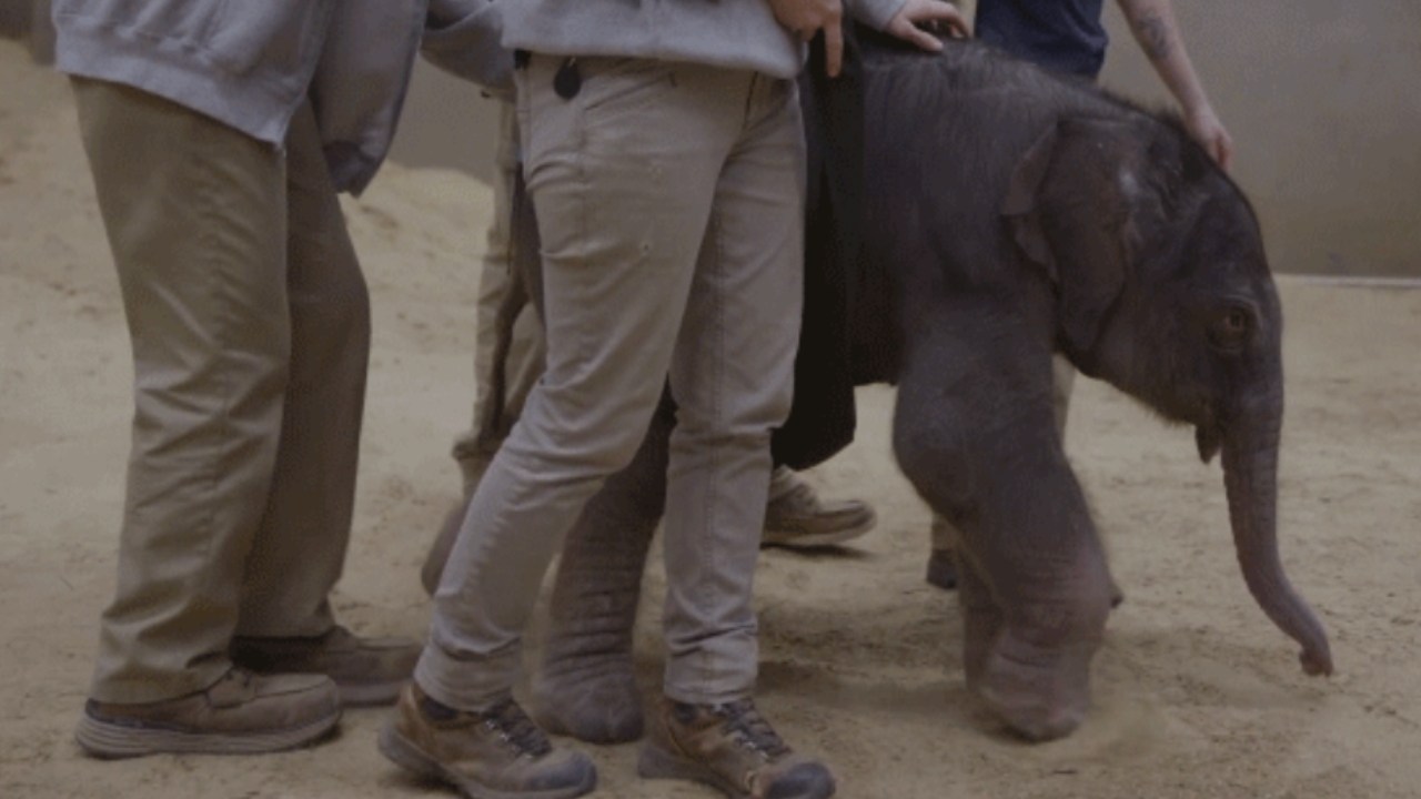 Baby elephant makes historic arrival at Smithsonian's National Zoo as first birth in nearly 25 years