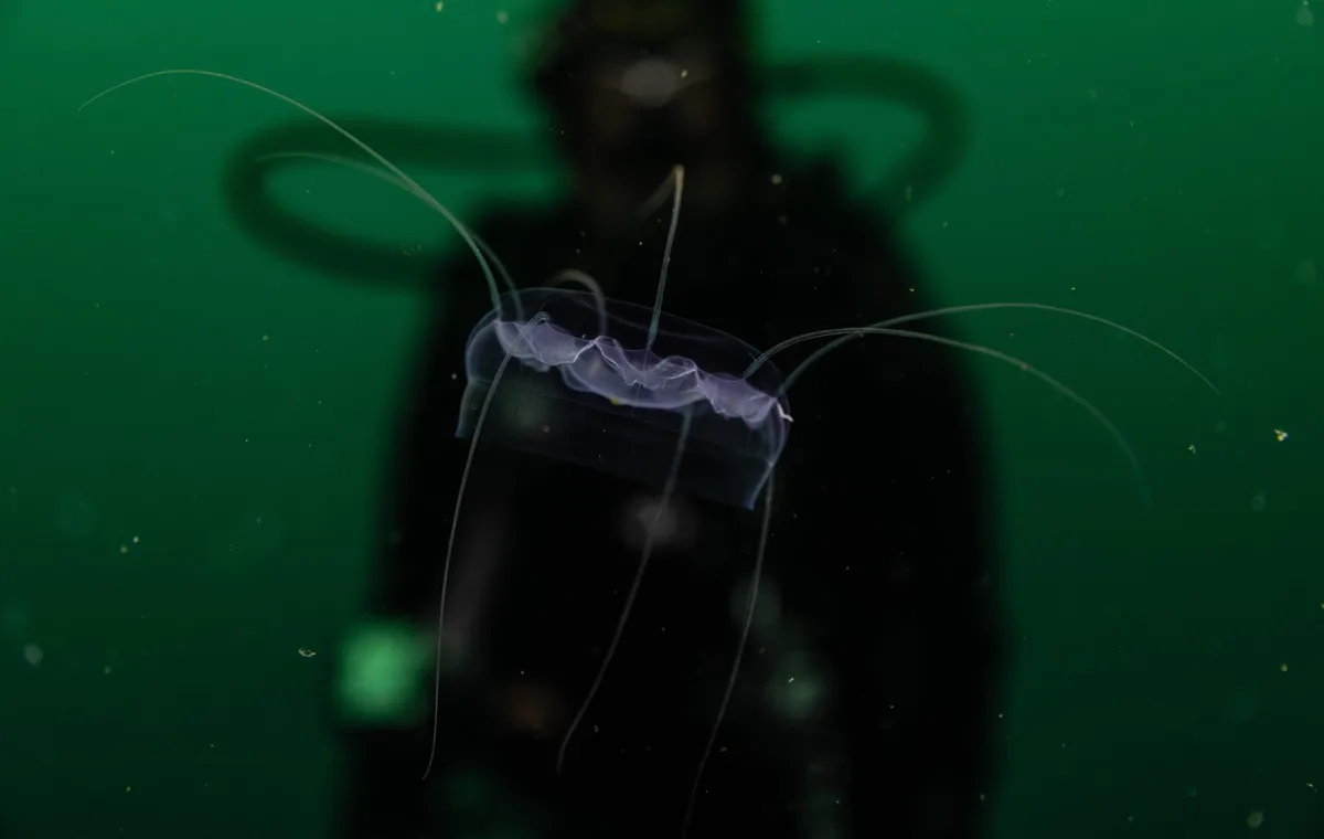 A diver observes a Hydromedusae