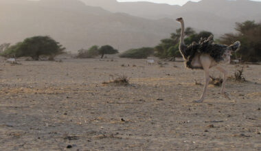 Milestone for Rewilding as Ostriches Return to Saudi Desert After 100-year Absence