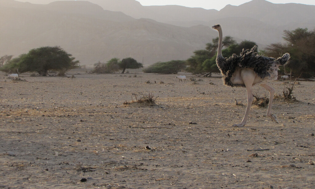 Milestone for Rewilding as Ostriches Return to Saudi Desert After 100-year Absence