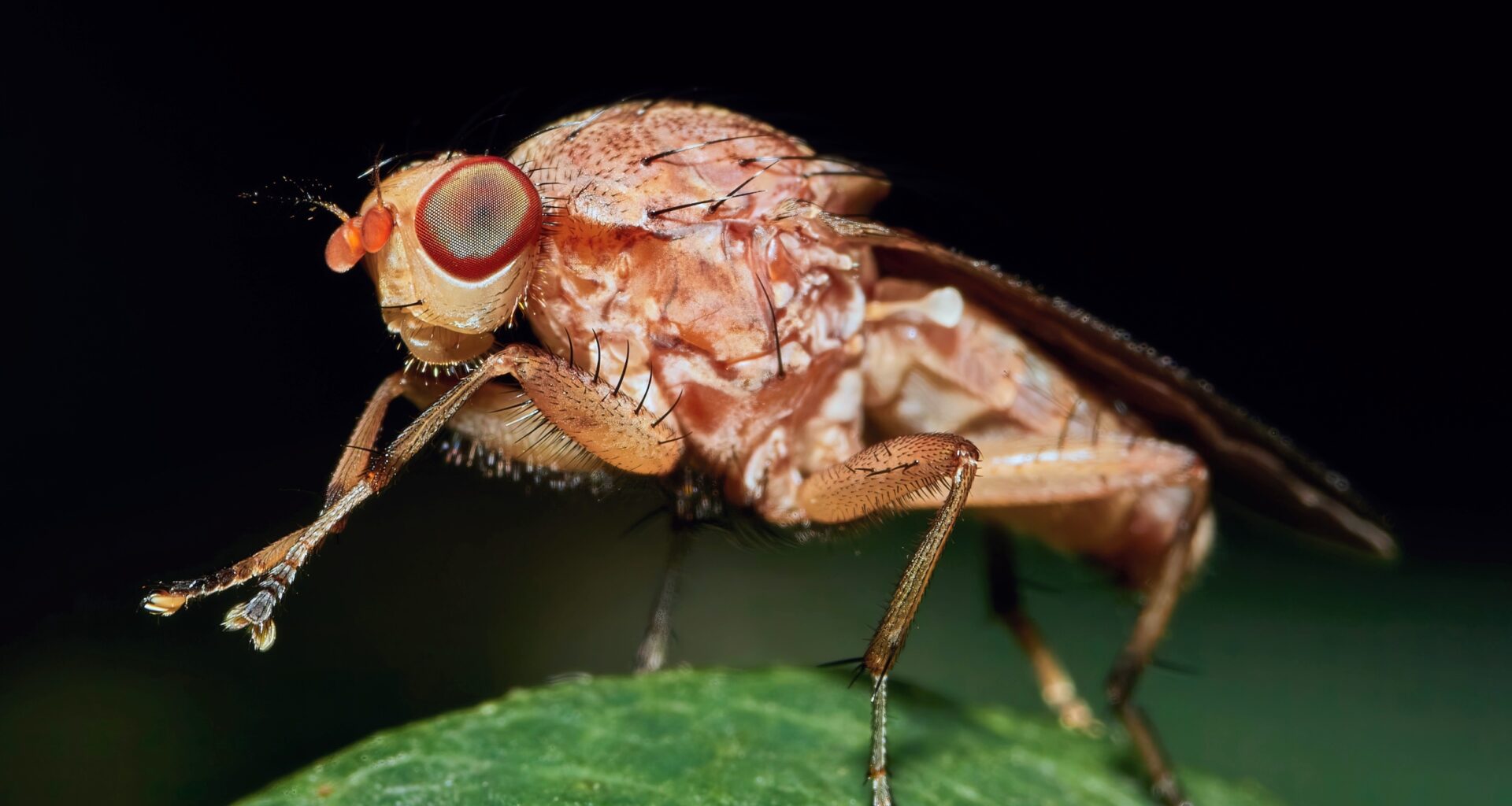 AI shuts down fruit fly courtship song in real time