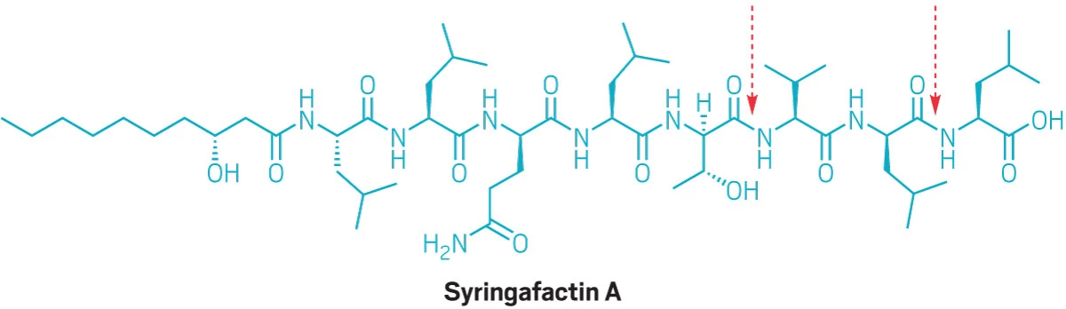 Line structure of the lipopeptide syringafactin A, which features a series of d- and l-amino acid units and several hydrocarbon tails.