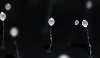 Bacterial enzymes help reveal natural product stereochemistry