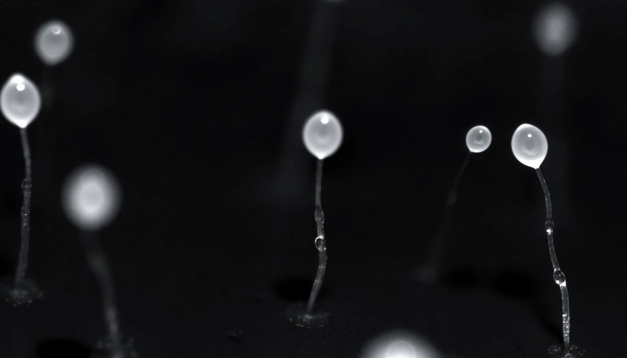 Bacterial enzymes help reveal natural product stereochemistry