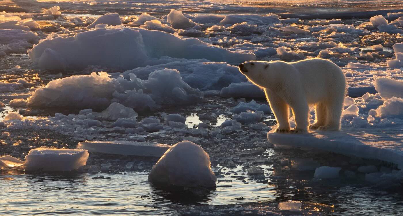 Polar Bears are in Better Physical Shape than 25 Years Ago, Despite Sea Ice Losses