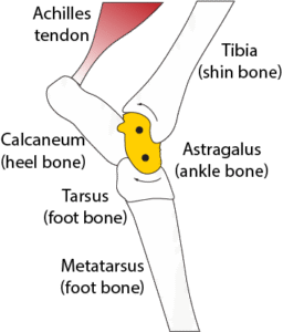 The shape and length of the astragalus, a blocky bone in the ankle joint of artiodactyls, can indicate how fast an animal might run. Image credit: Fabian Hardy, Slippery Rock University and Anne Kort, University of Michigan