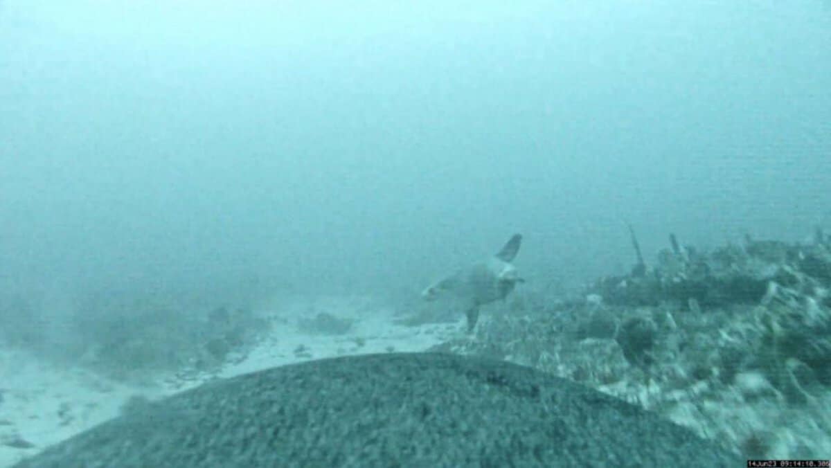 Australian Sea Lion Pups Learn From Moms