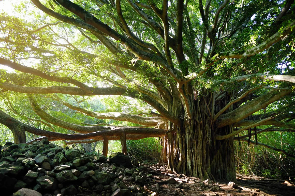 Banyan tree, Hawaii