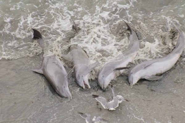 Bottlenose dolphins beaching