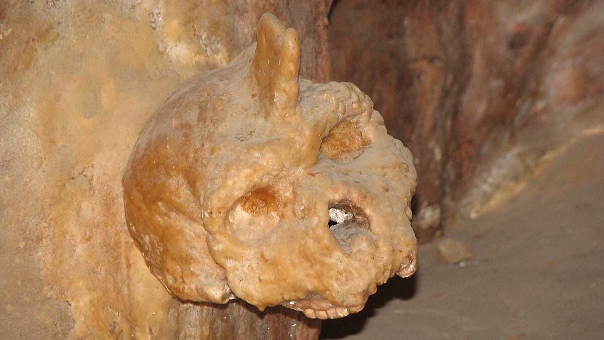 A reconstruction of Petralona skull attached to a cave wall with a stalagmite growing out of its head. 