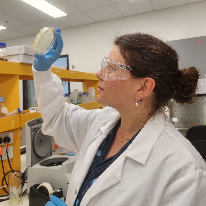 A person wearing protective lab equipment holds a petri dish up to examine it.