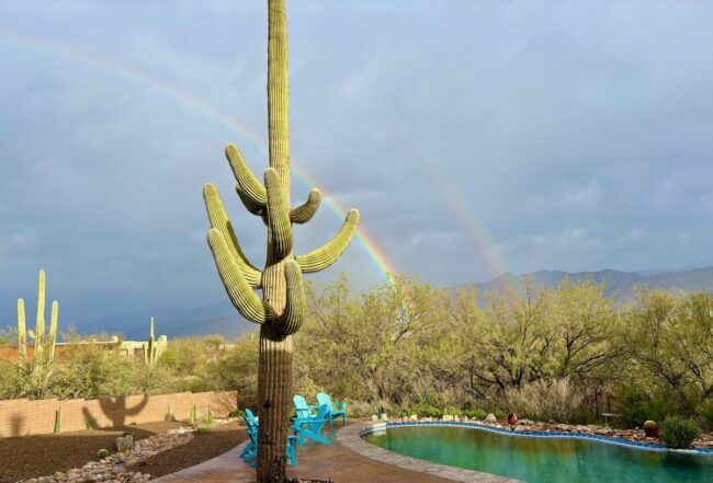 Cactus Rainbow tucson