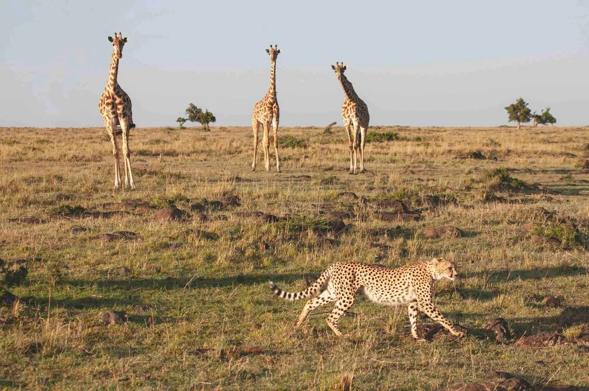 Giraffes and cheetahs