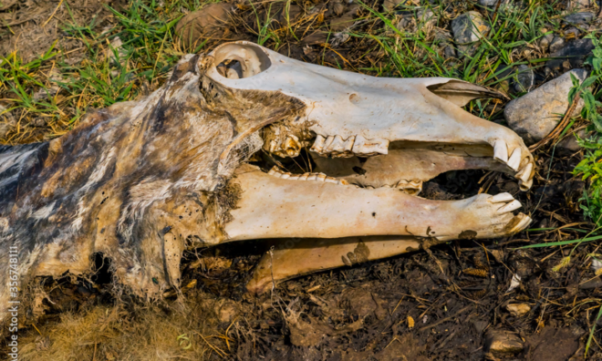 China's year of the dead horse