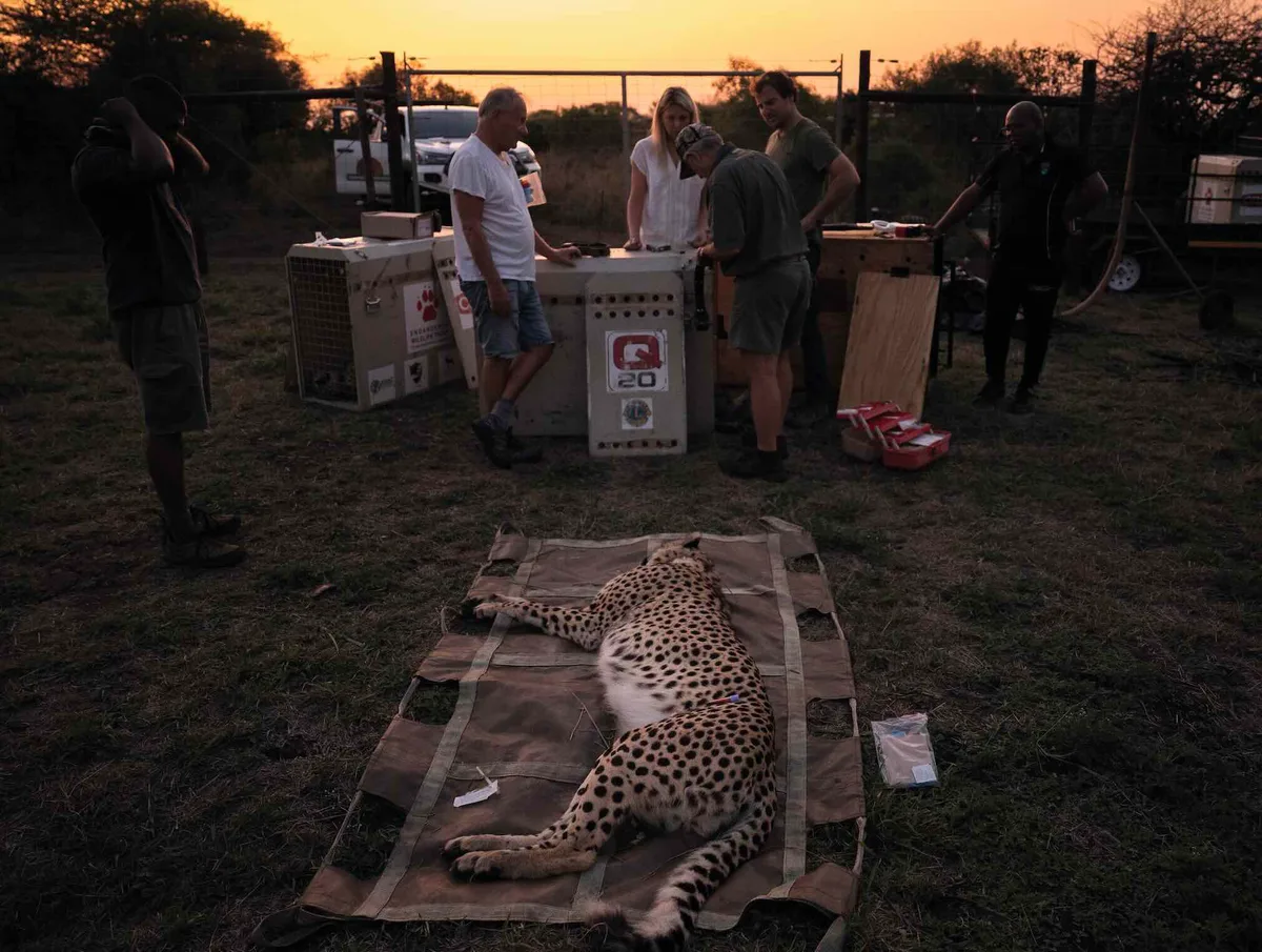 Conservationists tranquillising a cheetah