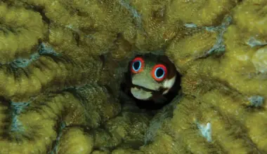 Coral reef food chains cut short by human activity