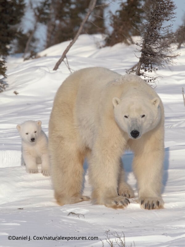A large adult polar bear walks through snowy terrain with a small polar bear cub following closely behind. Sparse trees are in the background under a clear sky.