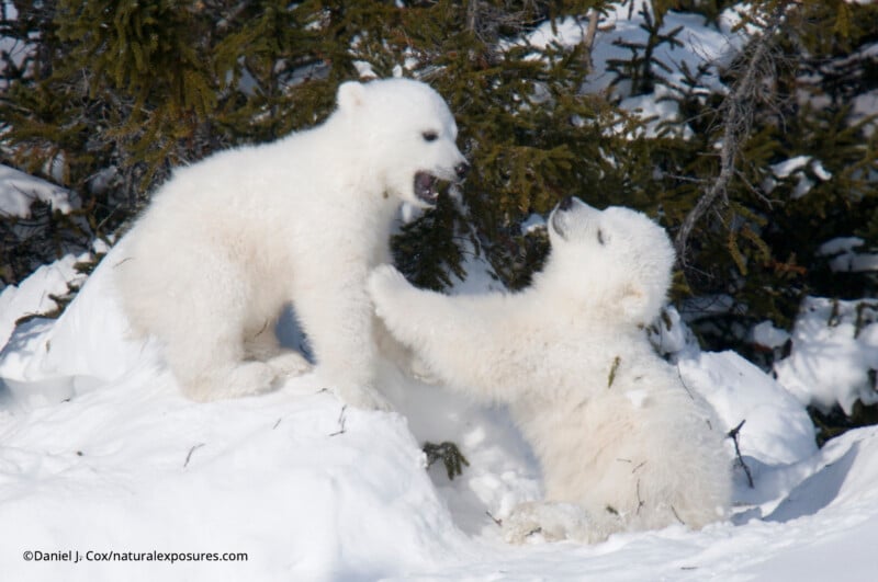 Two polar bear cubs playfully interact on snowy ground near evergreen trees, one cub sitting up with its mouth open and the other lying down, reaching a paw toward its sibling.