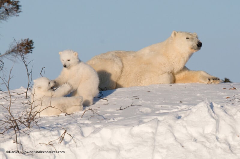 An adult polar bear lounges on snow while two playful polar bear cubs interact nearby under a clear blue sky. Sparse branches poke through the snow.