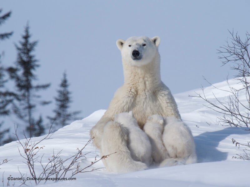 A polar bear sits upright on snowy ground nursing two cubs, surrounded by sparse leafless branches and a few evergreen trees in the background under a clear sky.