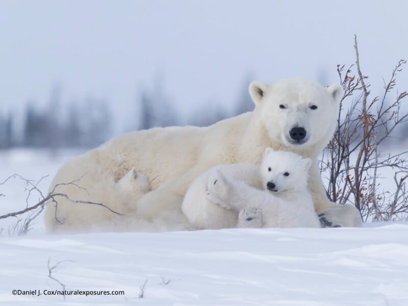 A polar bear lies in the snow with her cub, both snuggled close together. Sparse branches and snowy ground surround them, with a blurred background of trees.