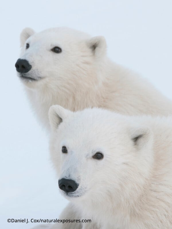 Two polar bears with thick white fur are closely positioned against a snowy, pale background, gazing attentively forward.
