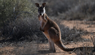 Kangaroo hopping speed and energy use
