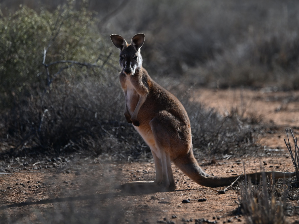 Kangaroo hopping speed and energy use