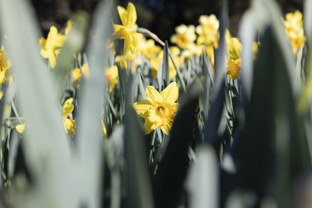 Australia gears up for its biggest cuppa yet!