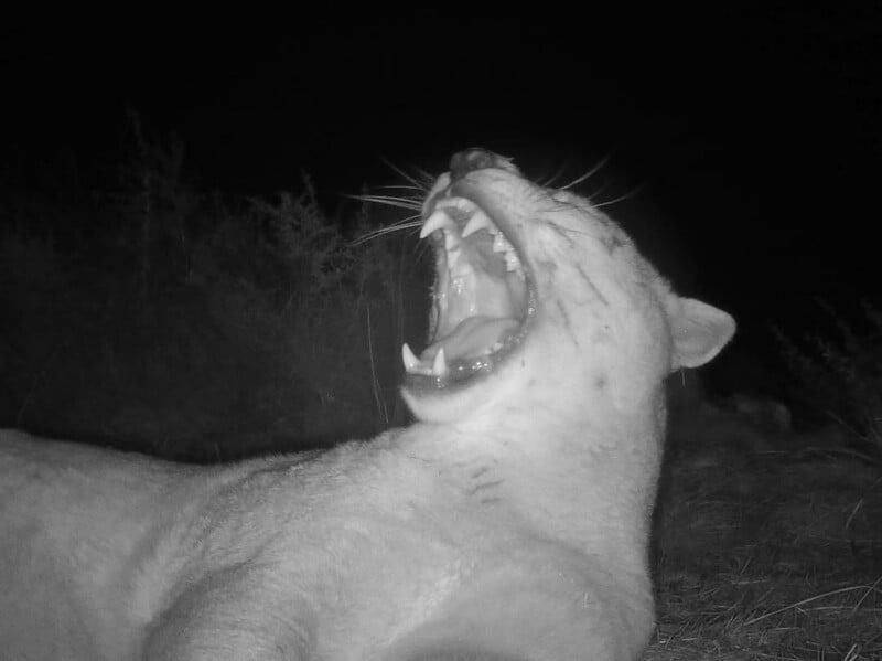 A black and white photo shows a mountain lion lying on the ground at night, its mouth wide open in a yawn or roar, displaying large teeth. Sparse vegetation is visible in the background.