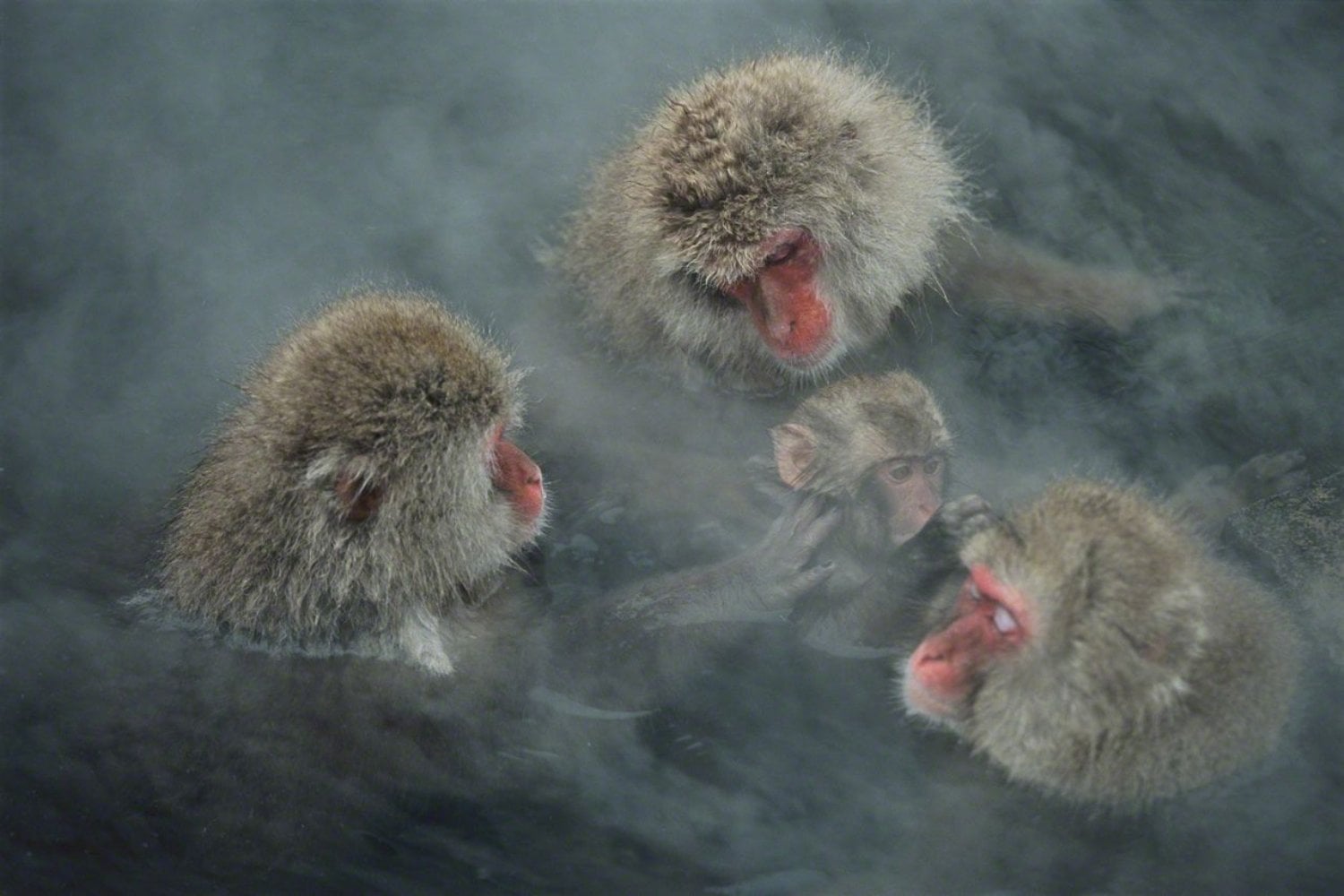 Japanese monkeys bathe to avoid freezing. Unbeknownst to them, this habit is rewriting their microscopic biology.