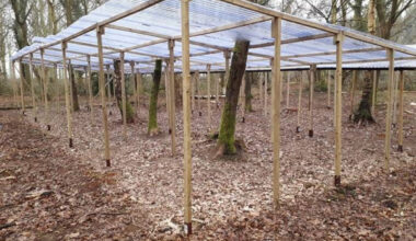 The bacteria that help oak trees fight drought