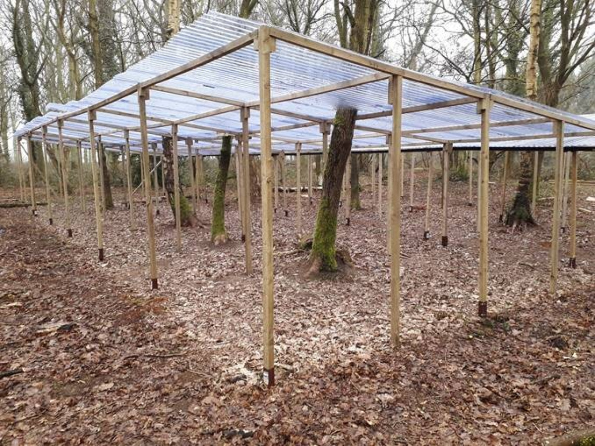 The bacteria that help oak trees fight drought