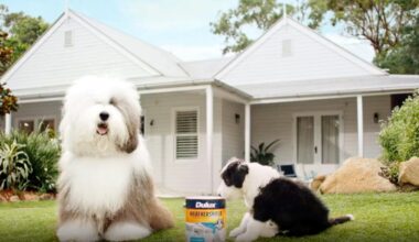 Puppy joins Dulux dog as brand marks 50 years in Australia