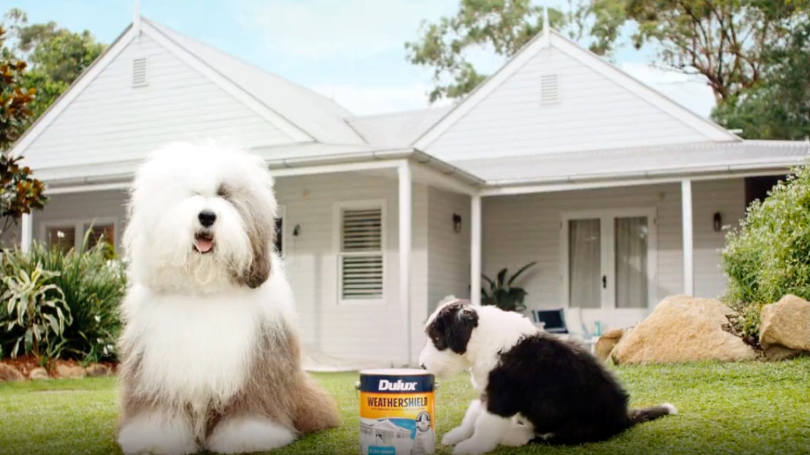 Puppy joins Dulux dog as brand marks 50 years in Australia