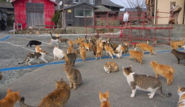 131 Cats Were Removed,