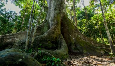 The base of a tall tree surrounded by smaller trees