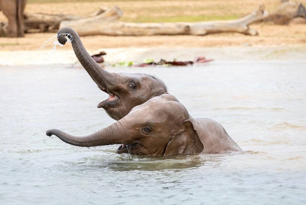 two elephants playing in a pool
