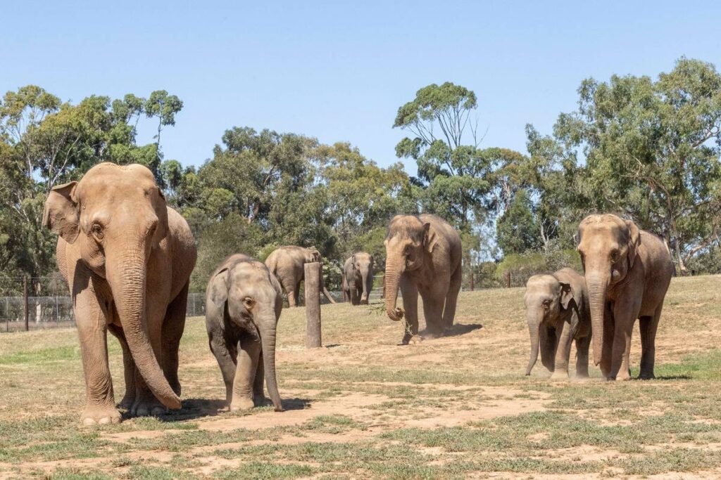 a herd of Asian elephants at Werribee Open Range Zoo