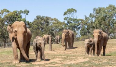 Three Elephants At Werribee Open Range Zoo Are Pregnant