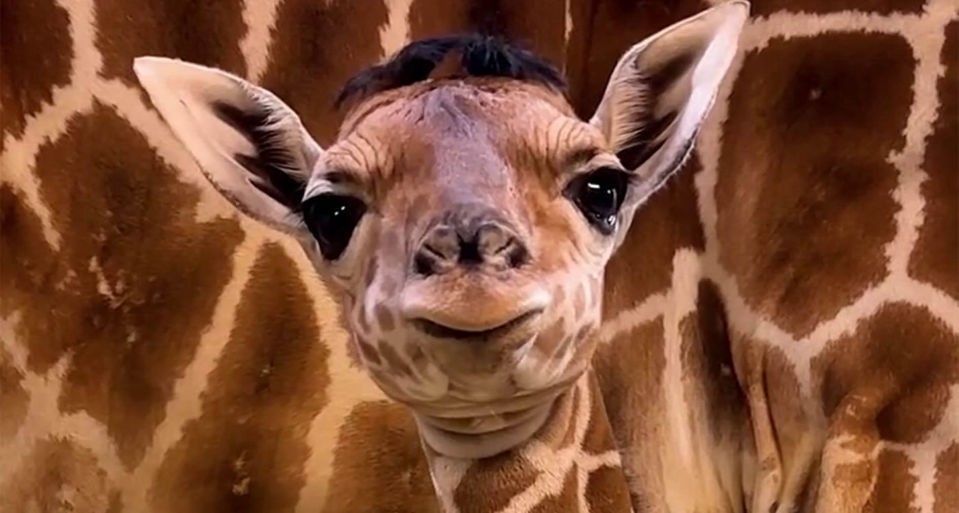Newborn Giraffe With Distinctive Hair-do is Charming Visitors to Ohio Zoo–And They Gave Him the Perfect Name