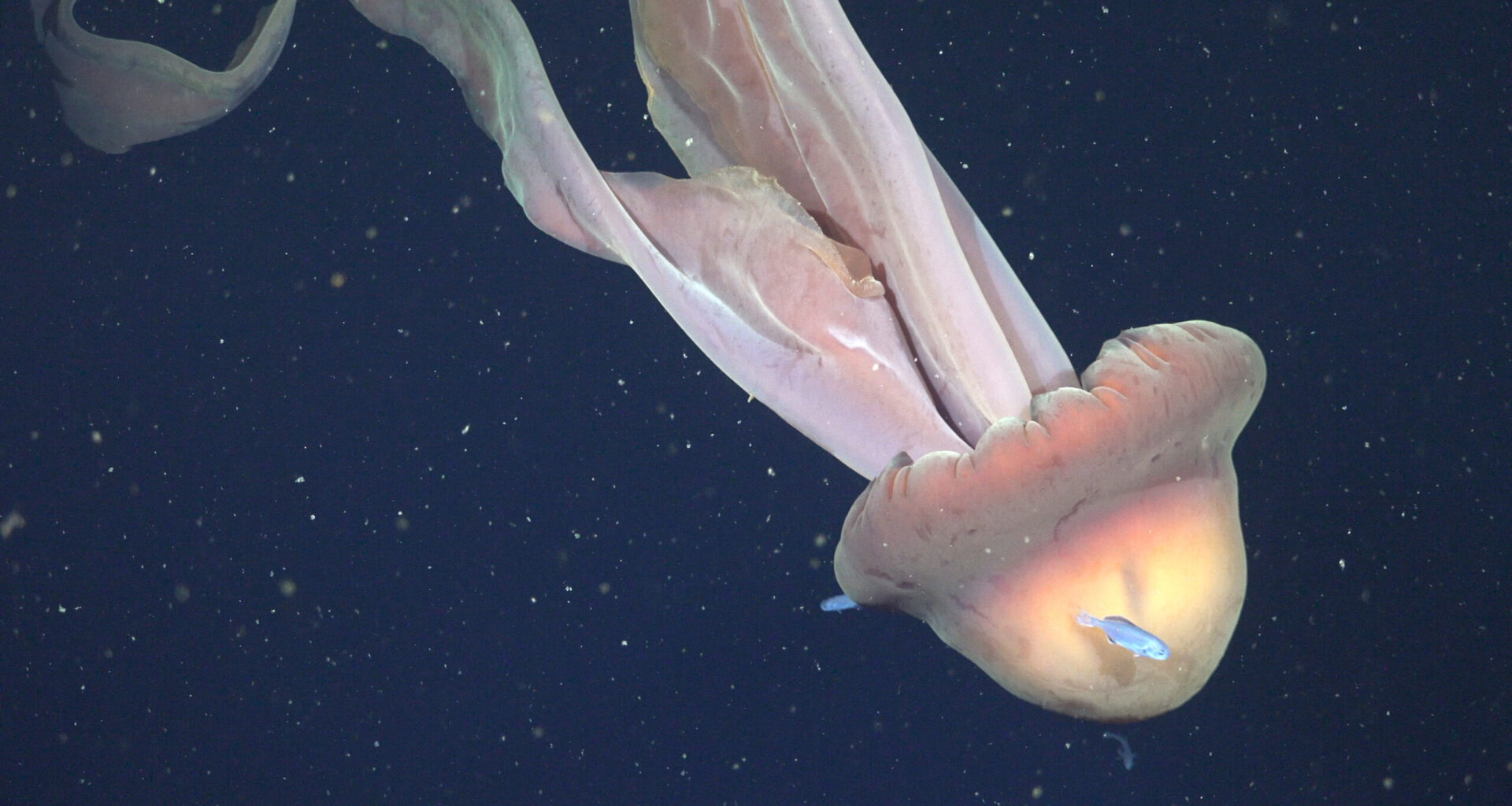 Rare deep-sea jellyfish spotted in Argentina