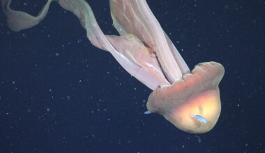 Rare deep-sea jellyfish spotted in Argentina