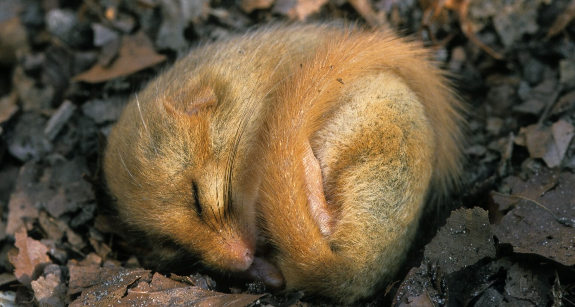 'We're starting to find a lot more weirdness': These strange animals can control their body heat