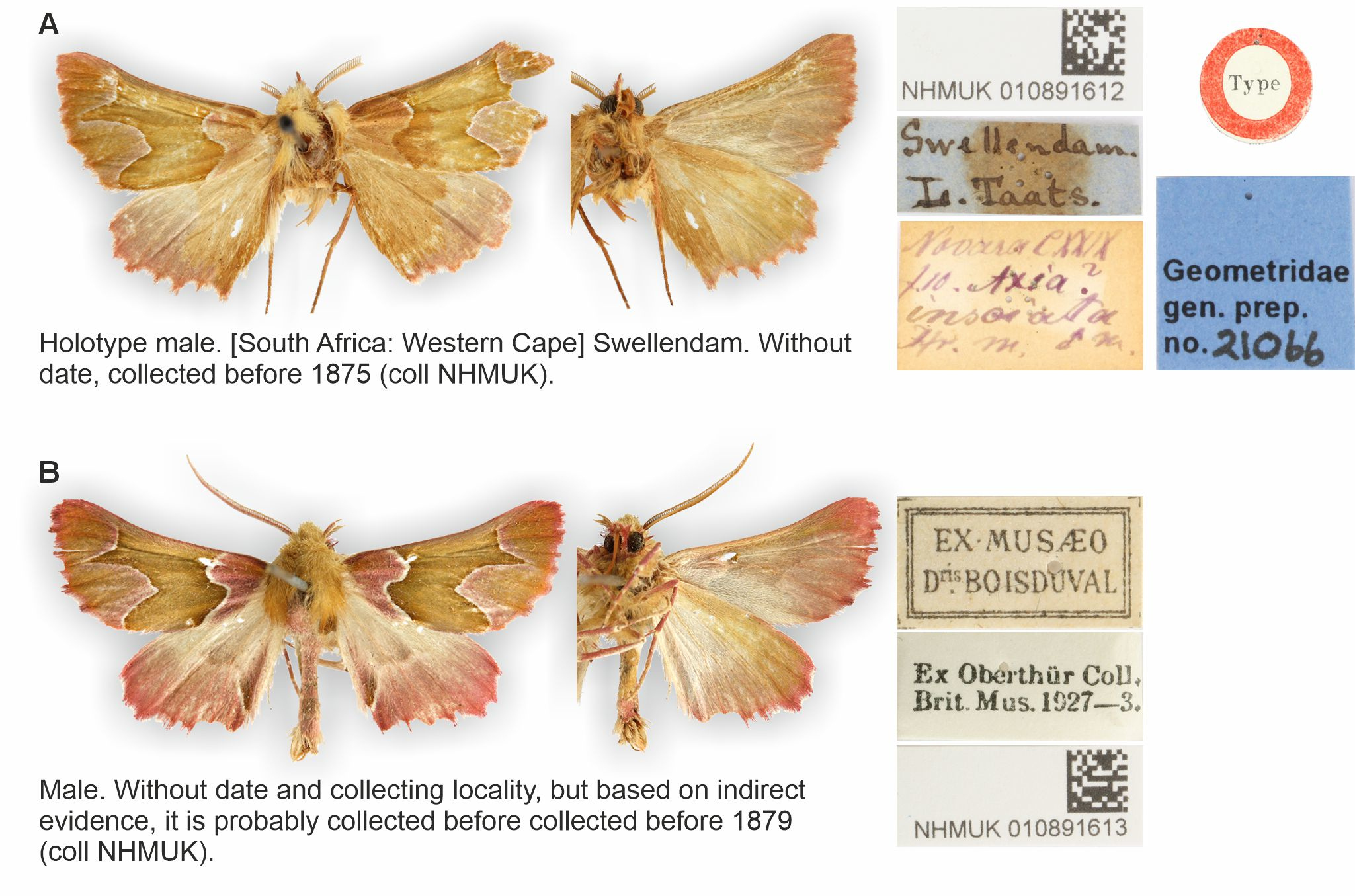 Drepanogynis insciata specimens held at the Natural History Museum, London: after 147 years, the old specimens have lost their green color.